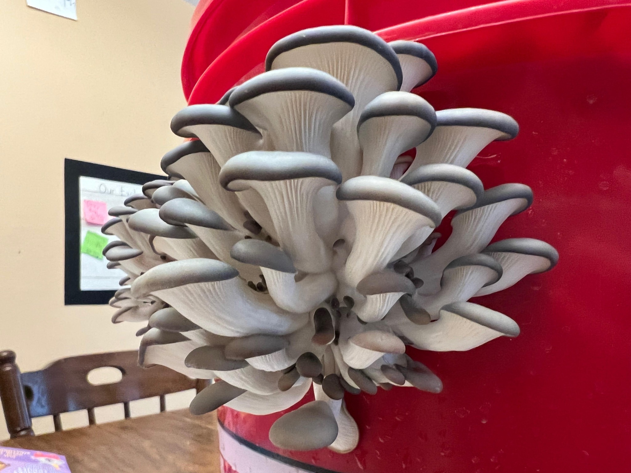 blue oyster mushrooms growing in bucket
