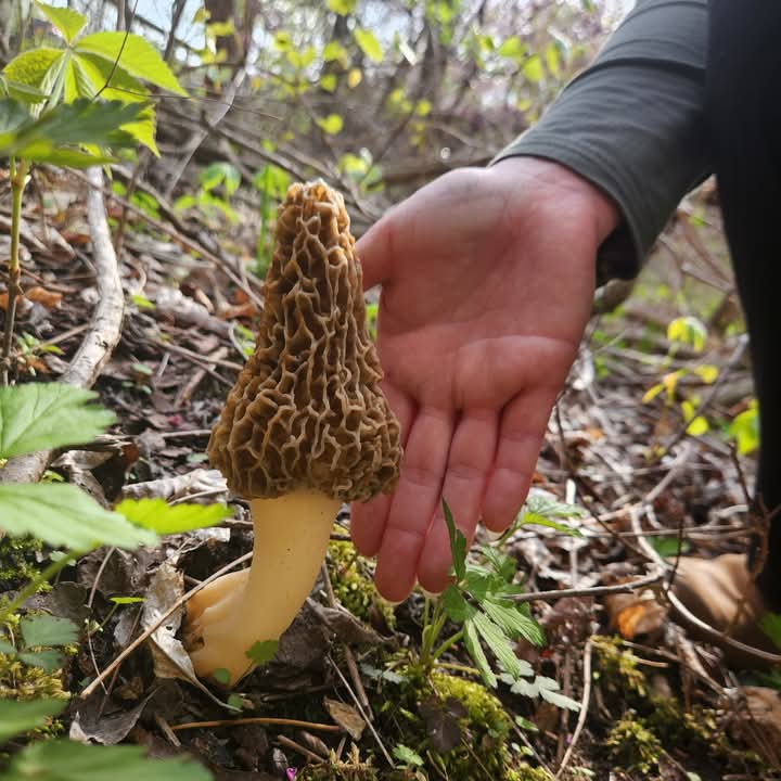 We found Morchella Americana - American Morel - At The Henry Ford!