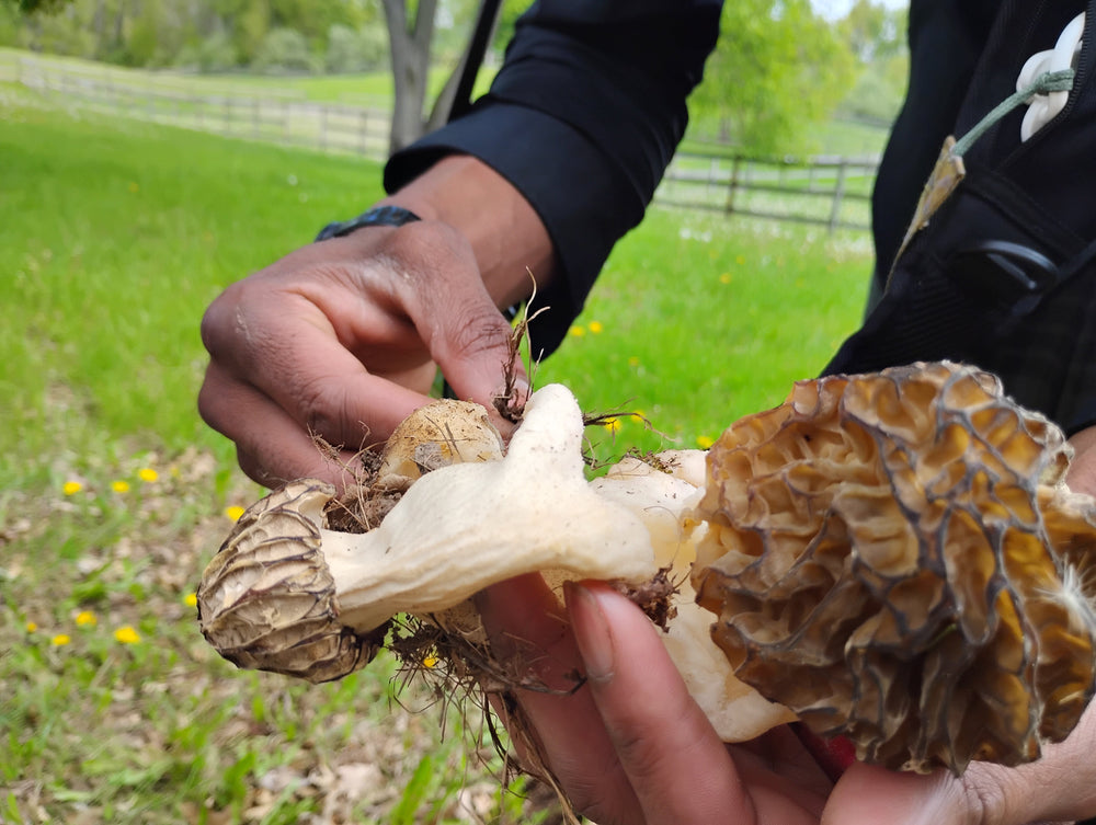 How to Make Morel Slurry and Grow Morel Mushrooms on Your Property