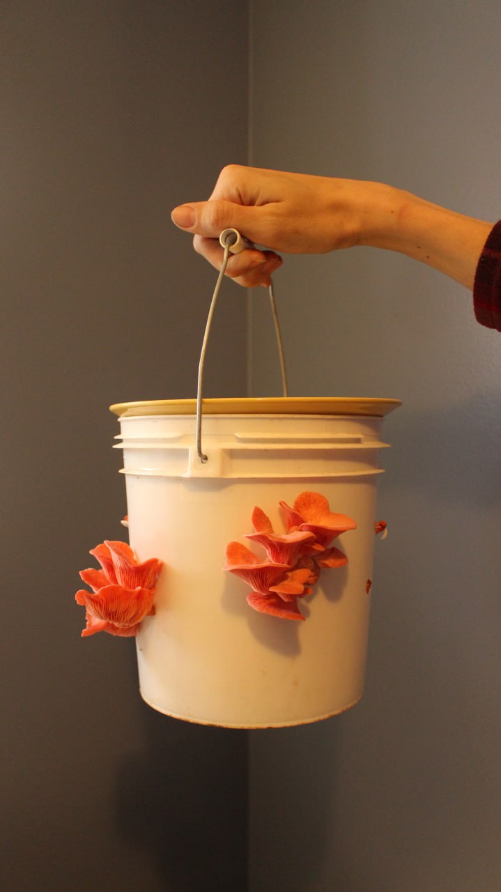 Erin’s Guide to Cooking With Pink Oyster Mushrooms