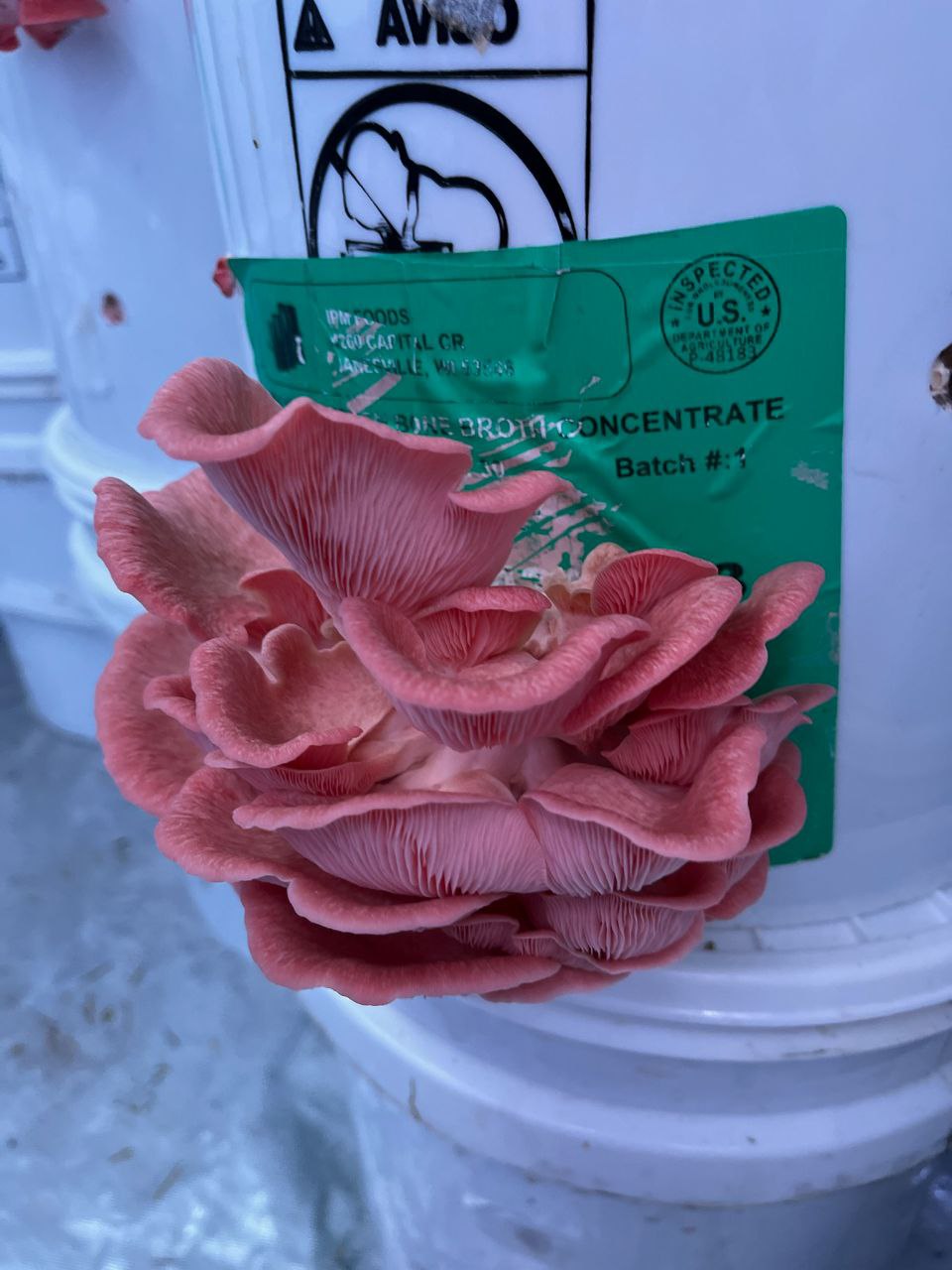 How to Cook Pink Oyster Mushrooms