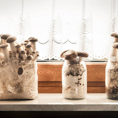 King Oyster Mushroom Growing Workshop