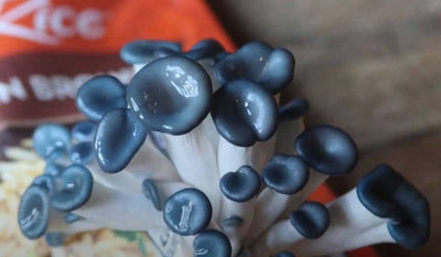 Blue Oyster Mushroom Growing Workshop