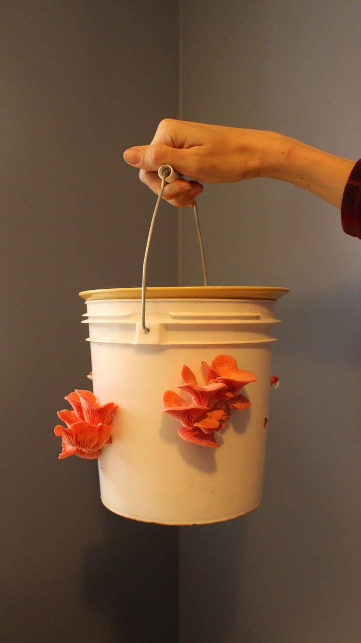 Pink Oyster Gourmet Mushroom Growing Kit Holiday Edition - The Mushroom Conservatory