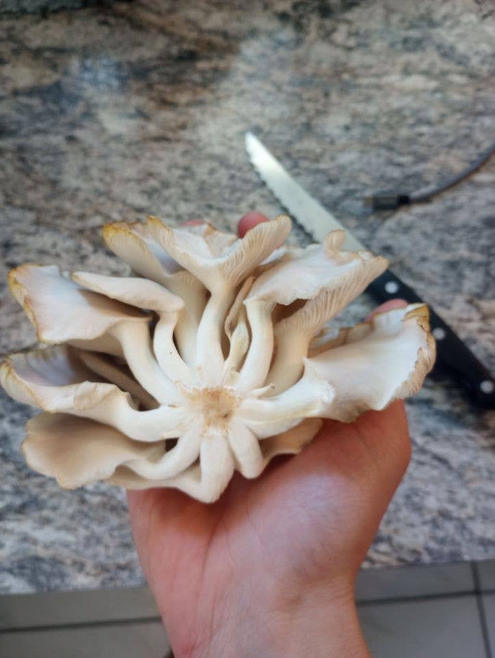 Blue Oyster Mushroom Growing Kit - The Mushroom Conservatory