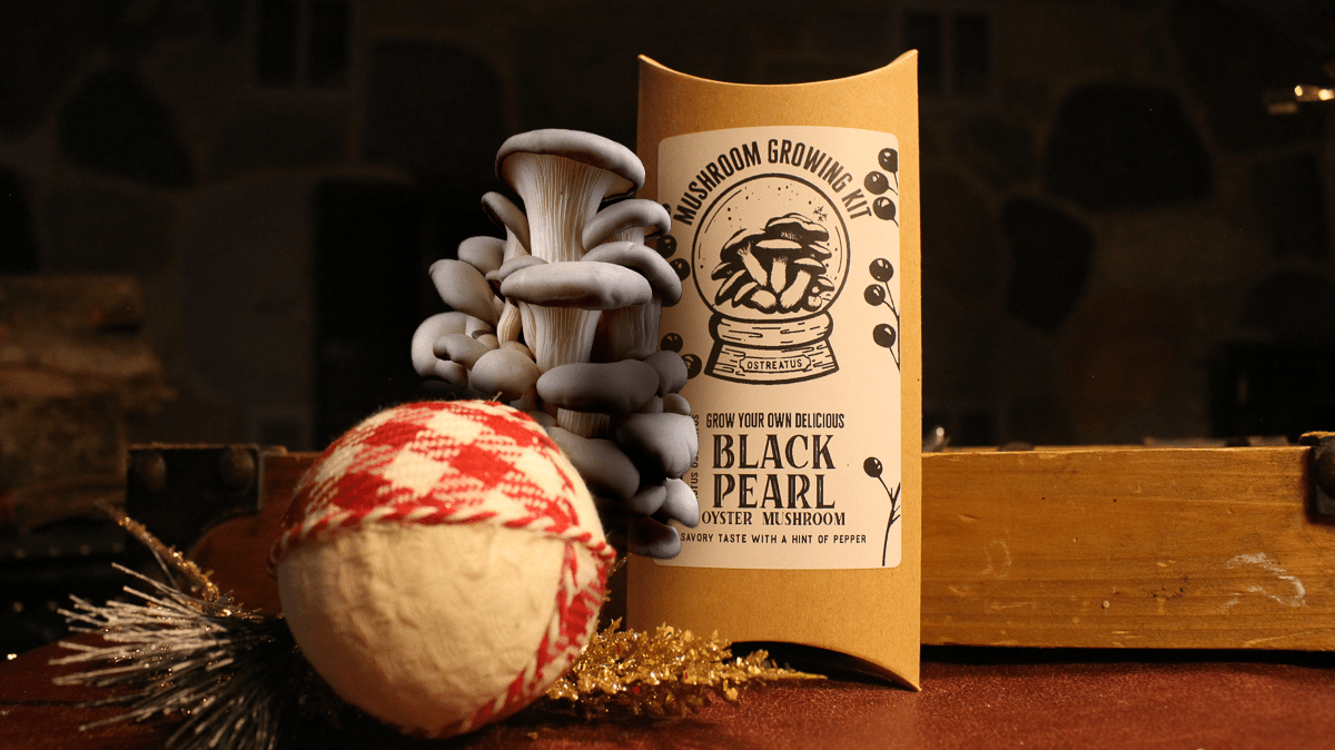 Black Pearl Oyster Mushroom Growing Kit Holiday Edition - The Mushroom Conservatory