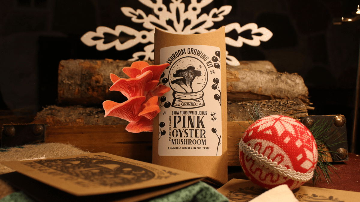 Pink Oyster Gourmet Mushroom Growing Kit Holiday Edition - The Mushroom Conservatory