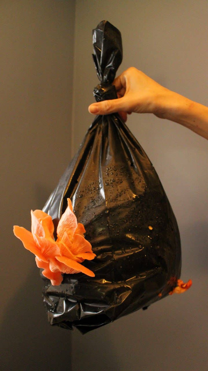 Pink Oyster Gourmet Mushroom Growing Kit Holiday Edition - The Mushroom Conservatory