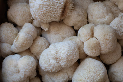 Lion's Mane Mushroom Growing Workshop
