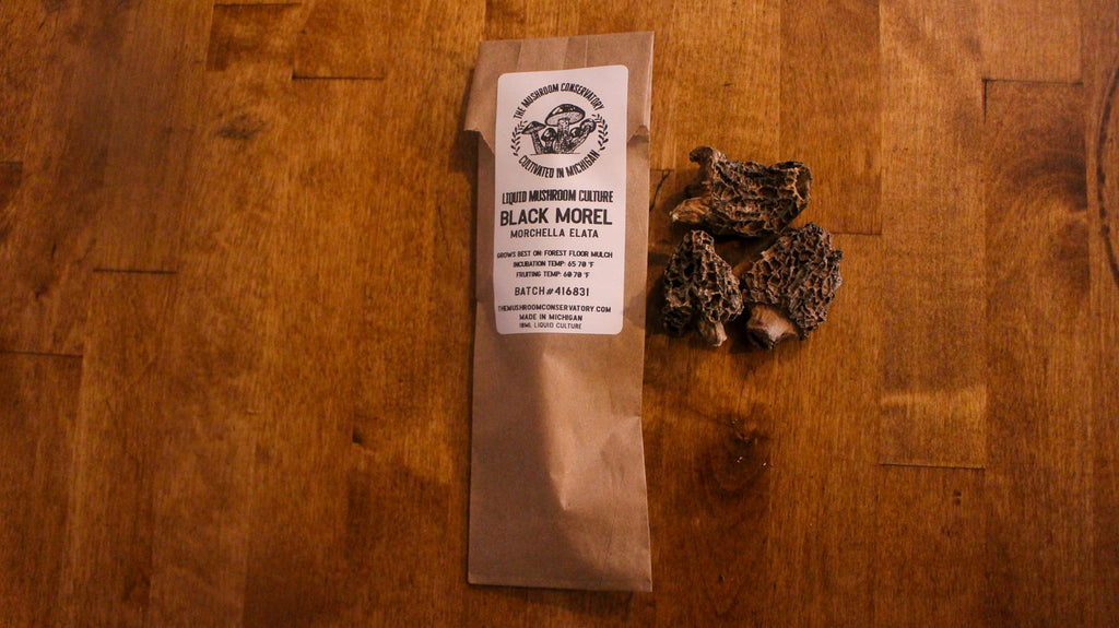 10mL Black Morel Spore Liquid Culture | Morchella Elata Mushroom Culture