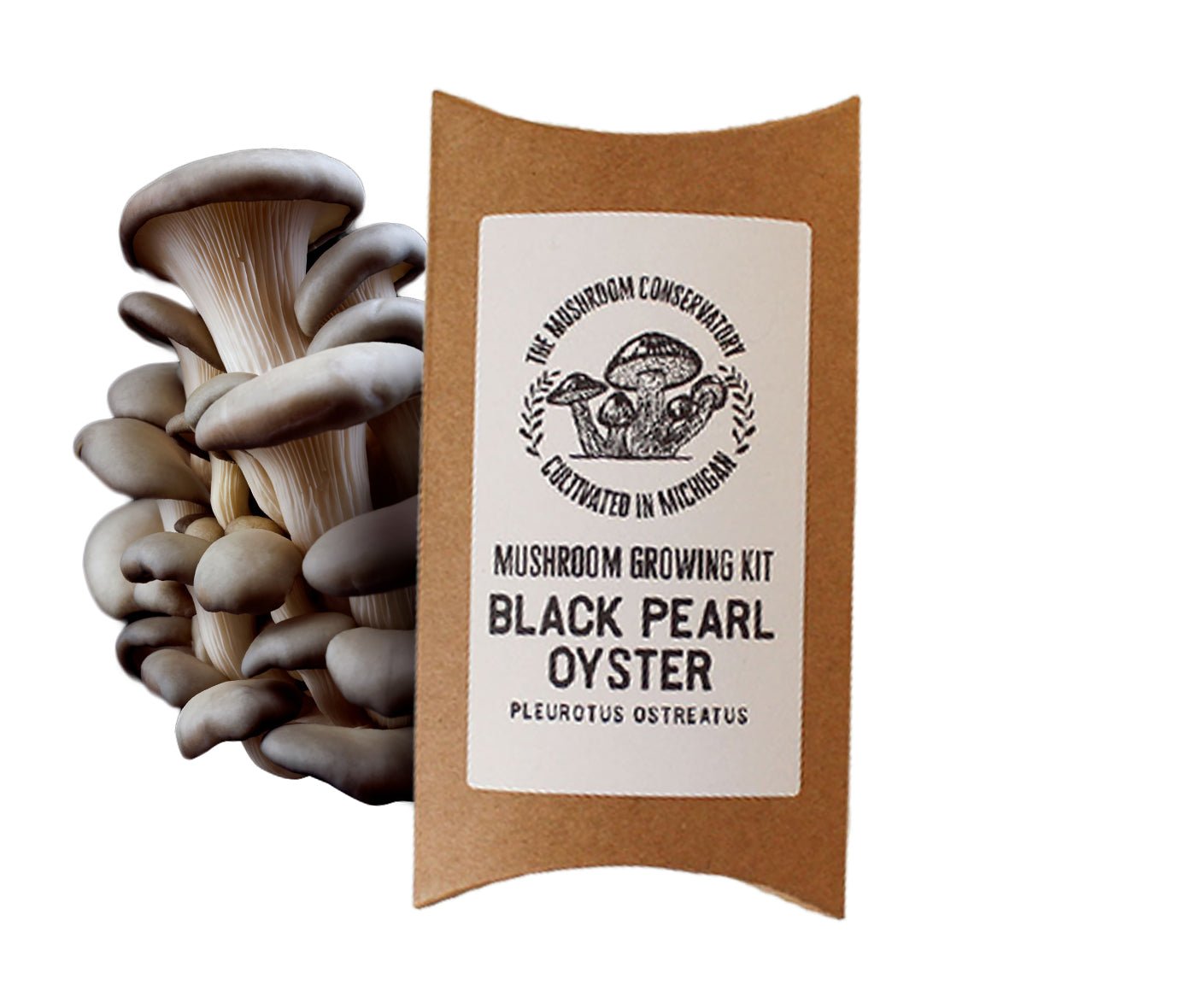 Black Pearl Oyster Mushroom Growing Kit - The Mushroom Conservatory