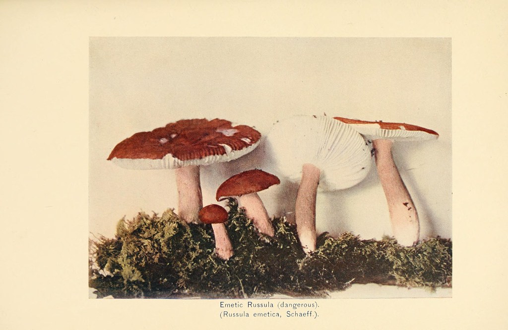 The Best Books to Read About Mushrooms – Our favorite fungi reads.