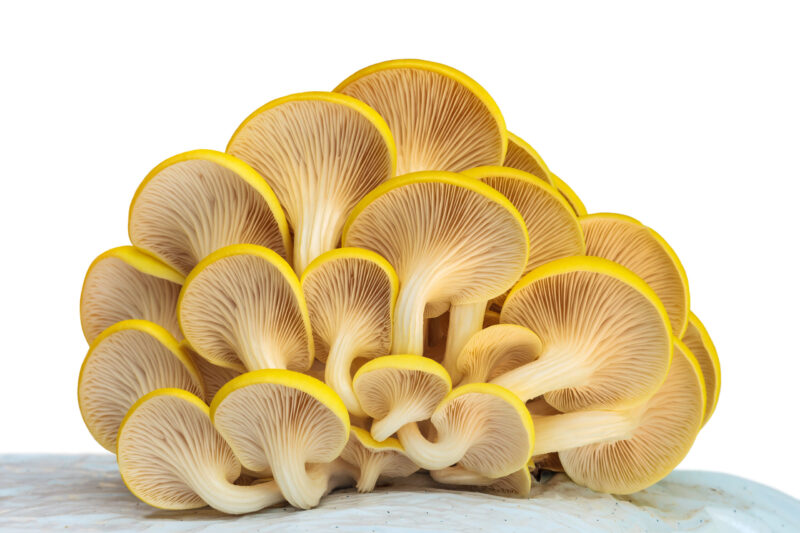 Golden Oyster Mushroom Growing Kit - Image 2