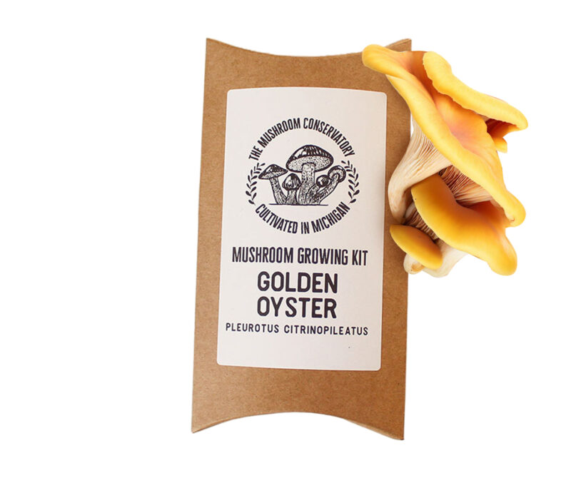 Golden Oyster Mushroom Growing Kit