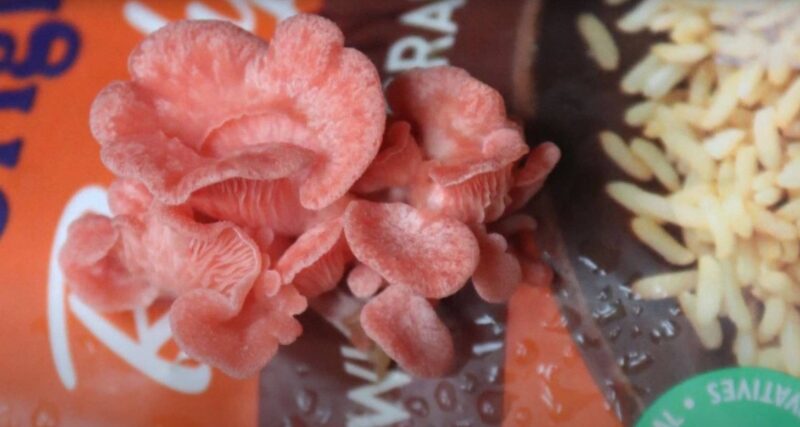 Pink Oyster Gourmet Mushroom Growing Kit Holiday Edition - Image 5