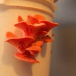 How to Grow Oyster Mushrooms At Home – Mother Earth News