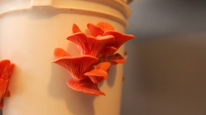 Pink Oyster Gourmet Mushroom Growing Kit Holiday Edition - Image 2