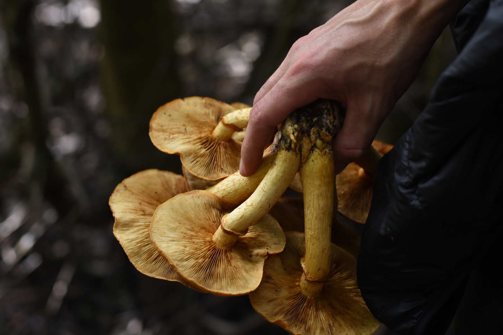 Mushroom Experts Uniting the World With Fungi