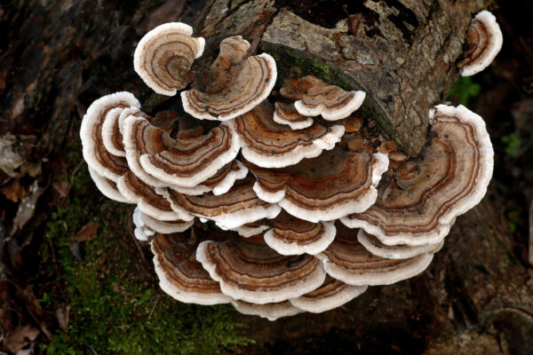 Use our premium Turkey Tail Mushroom Culture to make your own plug spawn and mushroom logs!