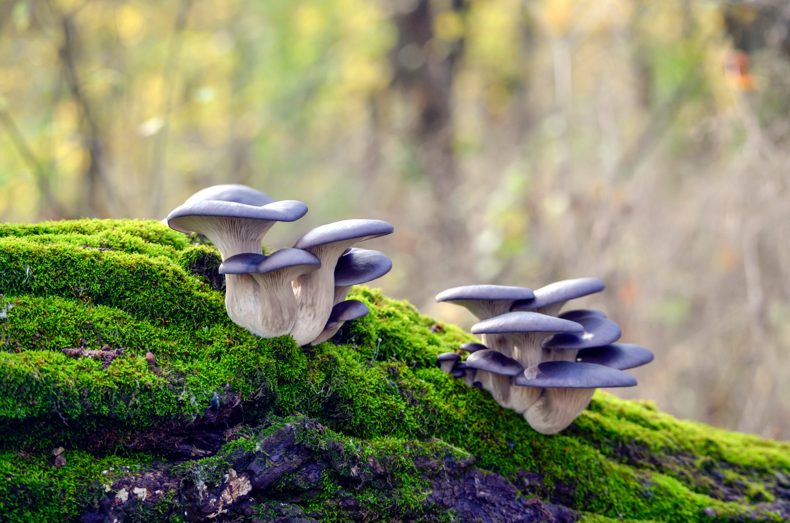 Unlocking the Potential of Fungi for a Healthier Planet