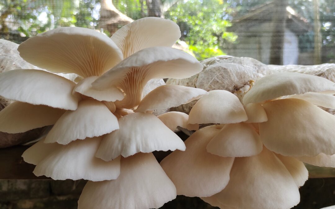 Our Top 10 Mushroom Book Recommendations: The Best Reads for Foraging, Cultivation, and Mushroom Enthusiasts