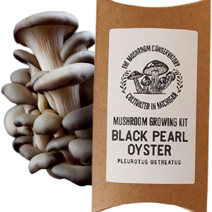 Black Pearl Oyster Mushroom Grow kit