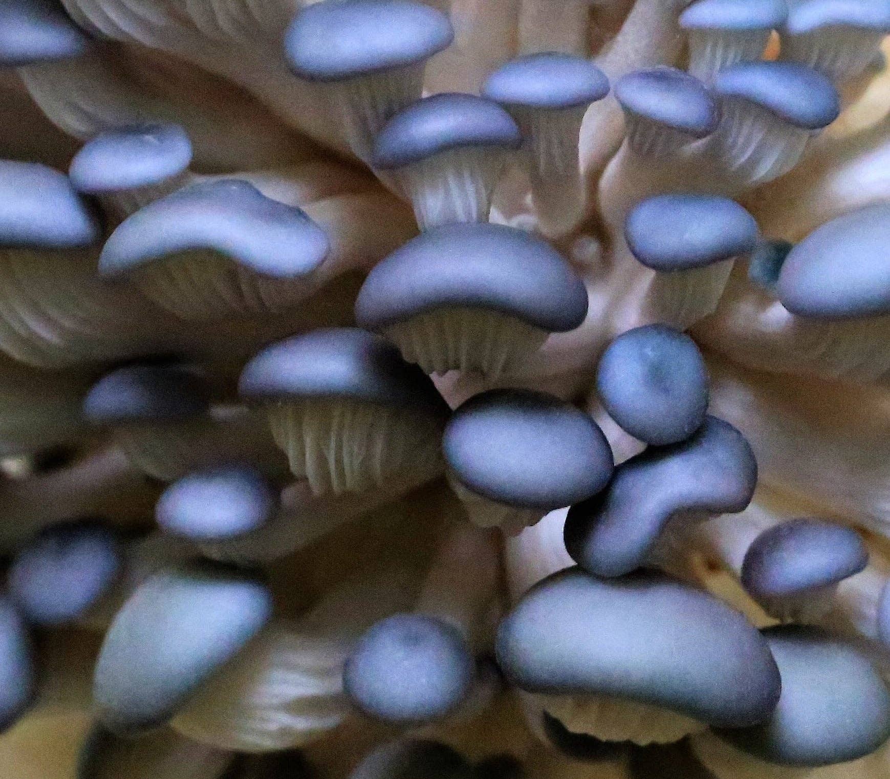 Mushroom Science Kits - Image 9
