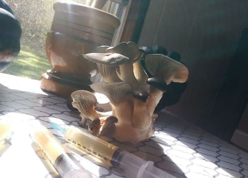 Mushroom Science Kits - Image 11